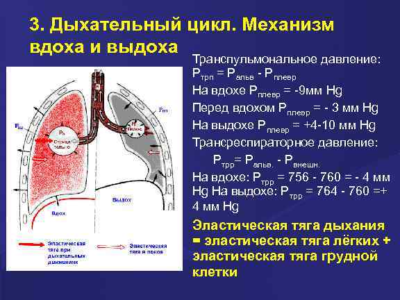 3. Дыхательный цикл. Механизм вдоха и выдоха Транспульмональное давление: Ртрп = Ральв - Рплевр