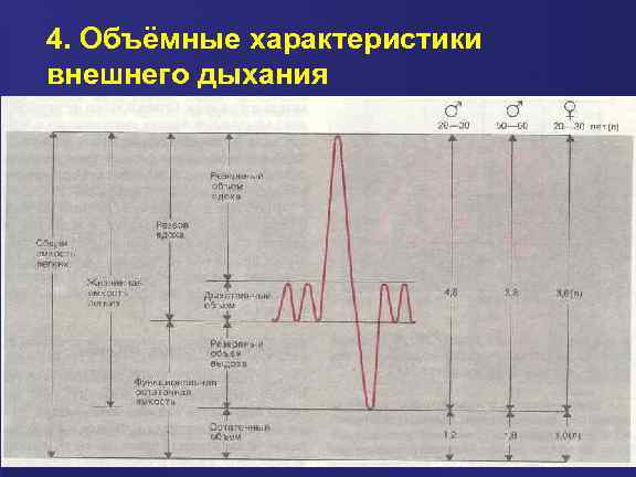 4. Объёмные характеристики внешнего дыхания 