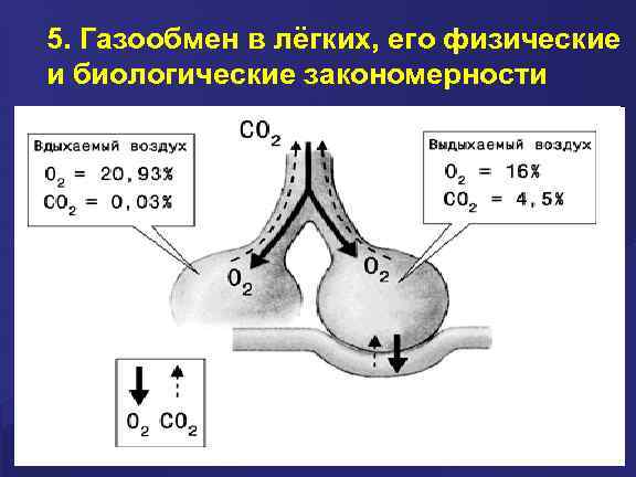 5. Газообмен в лёгких, его физические и биологические закономерности 