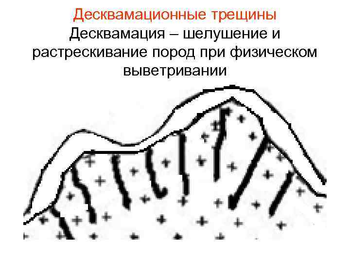 Десквамация. Десквамация функционального слоя. Десквамация эпидермиса.