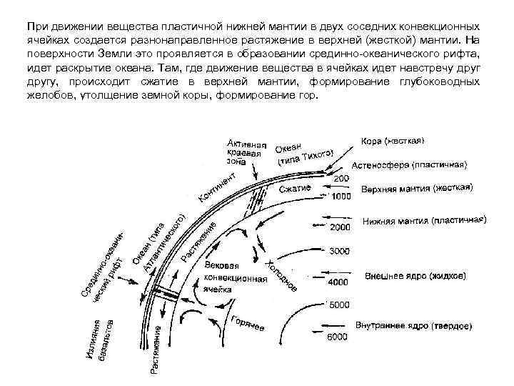 При движении вещества пластичной нижней мантии в двух соседних конвекционных ячейках создается разнонаправленное растяжение