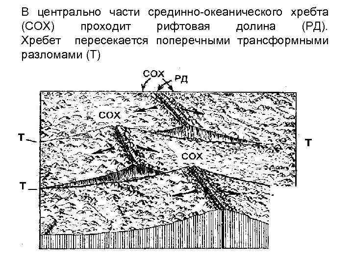 В центрально части срединно-океанического хребта (СОХ) проходит рифтовая долина (РД). Хребет пересекается поперечными трансформными