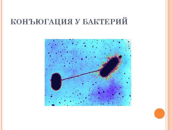 КОНЪЮГАЦИЯ У БАКТЕРИЙ 