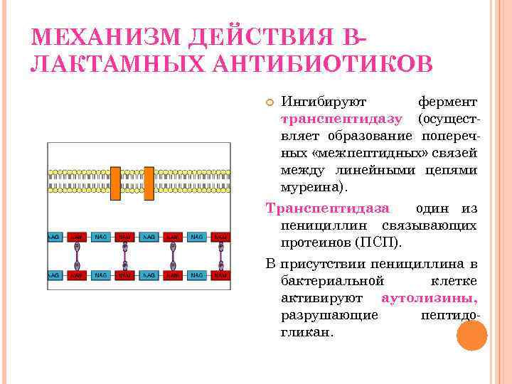 МЕХАНИЗМ ДЕЙСТВИЯ ВЛАКТАМНЫХ АНТИБИОТИКОВ Ингибируют фермент транспептидазу (осуществляет образование поперечных «межпептидных» связей между линейными