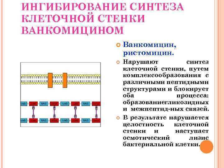 ИНГИБИРОВАНИЕ СИНТЕЗА КЛЕТОЧНОЙ СТЕНКИ ВАНКОМИЦИНОМ Ванкомицин, ристомицин. Нарушают синтез клеточной стенки, путем комплексообразования с