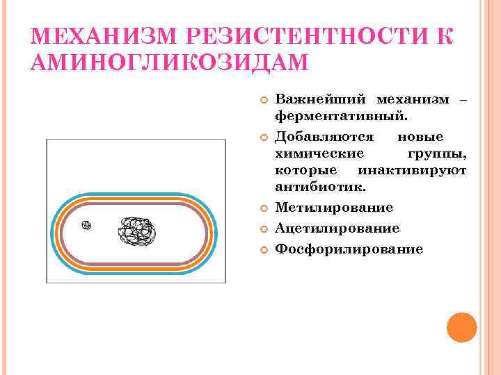 МЕХАНИЗМ РЕЗИСТЕНТНОСТИ К АМИНОГЛИКОЗИДАМ Важнейший механизм – ферментативный. Добавляются новые химические группы, которые инактивируют