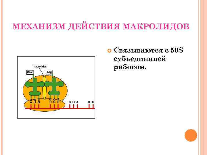 МЕХАНИЗМ ДЕЙСТВИЯ МАКРОЛИДОВ Связываются с 50 S субъединицей рибосом. 