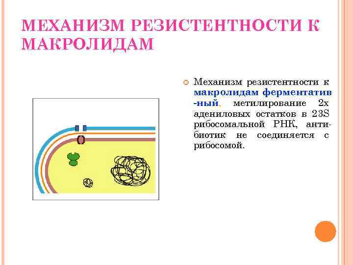 МЕХАНИЗМ РЕЗИСТЕНТНОСТИ К МАКРОЛИДАМ Механизм резистентности к макролидам ферментатив -ный, метилирование 2 х адениловых