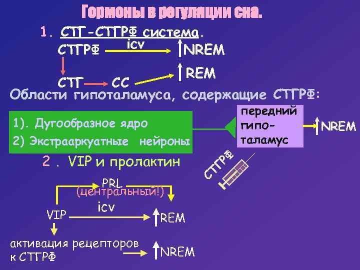 Гормоны в регуляции сна. 1. СТГ-СТГРФ система. icv СТГРФ NREM CTГ CC Области гипоталамуса,