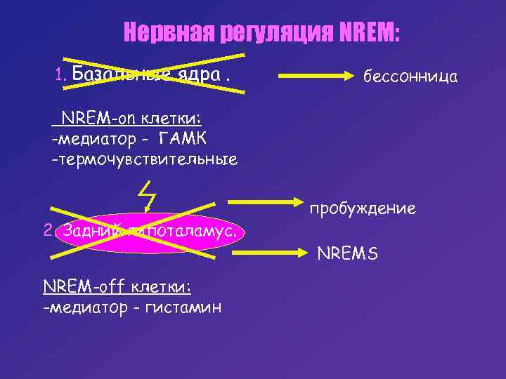 Нервная регуляция NREM: 1. Базальные ядра. бессонница NREM-on клетки: -медиатор - ГАМК -термочувствительные 2.