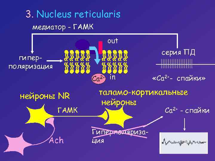 3. Nucleus reticularis медиатор - ГАМК Са 2+ out серия ПД гиперполяризация Са 2+