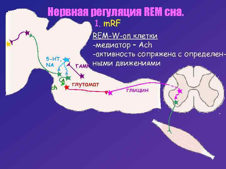 Нервная регуляция REM сна. 1. m. RF 5 -HT, NA ch A ГАМК REM-W-on