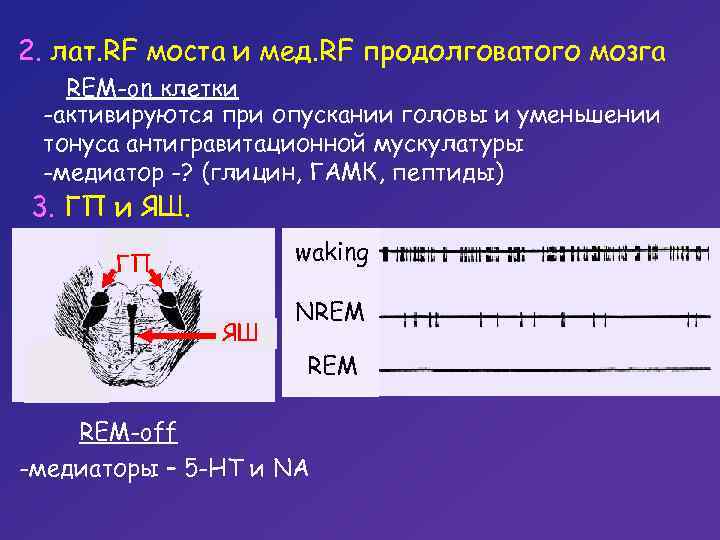 2. лат. RF моста и мед. RF продолговатого мозга REM-on клетки -активируются при опускании