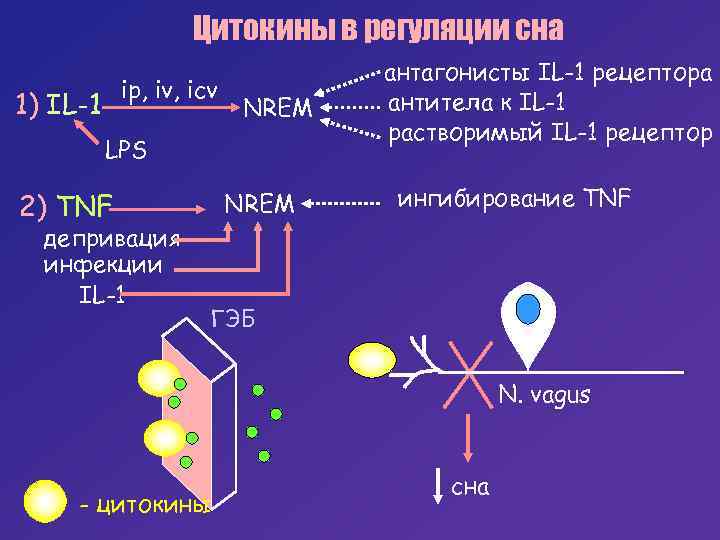 Цитокины в регуляции сна ip, iv, icv 1) IL-1 NREM LPS 2) TNF депривация