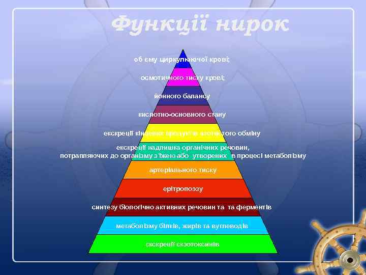 Функції нирок об єму циркулюючої крові; осмотичного тиску крові; йонного балансу кислотно-основного стану екскреції