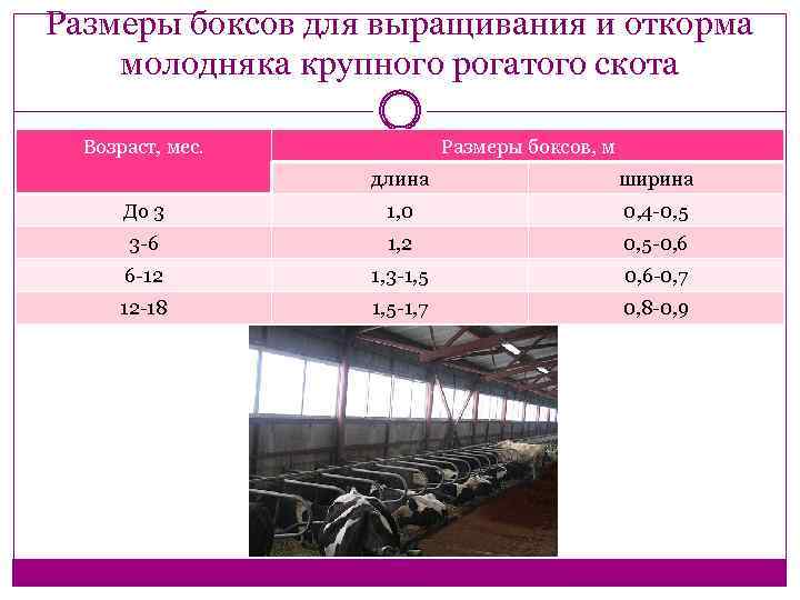 Размеры боксов для выращивания и откорма молодняка крупного рогатого скота Возраст, мес. Размеры боксов,