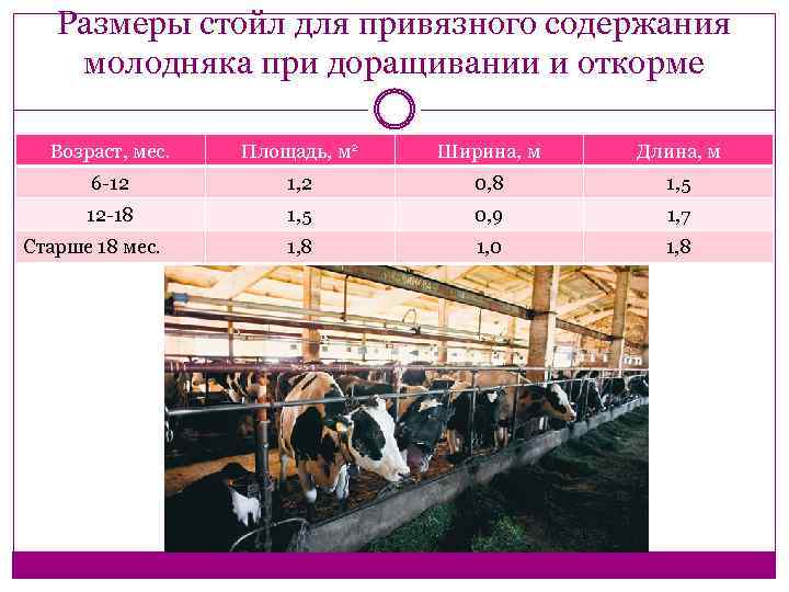 Размеры стойл для привязного содержания молодняка при доращивании и откорме Возраст, мес. Площадь, м