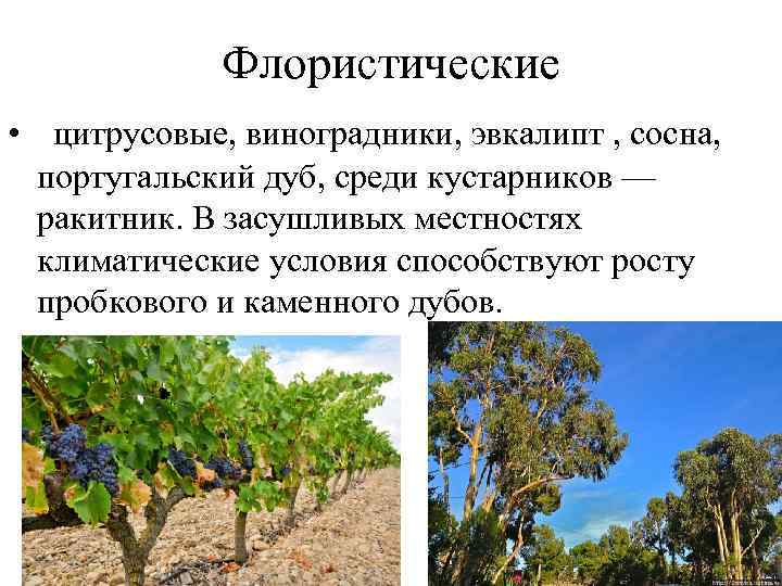 Флористические • цитрусовые, виноградники, эвкалипт , сосна, португальский дуб, среди кустарников — ракитник. В