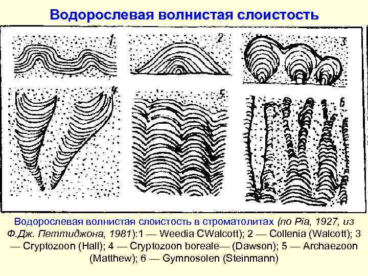 Водорослевая волнистая слоистость в строматолитах (по Pia, 1927, из Ф. Дж. Петтиджона, 1981): 1