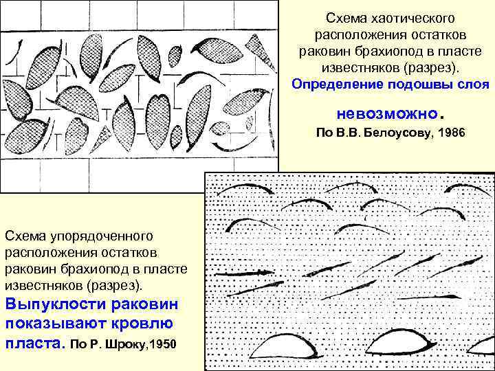 Схема хаотического расположения остатков раковин брахиопод в пласте известняков (разрез). Определение подошвы слоя невозможно