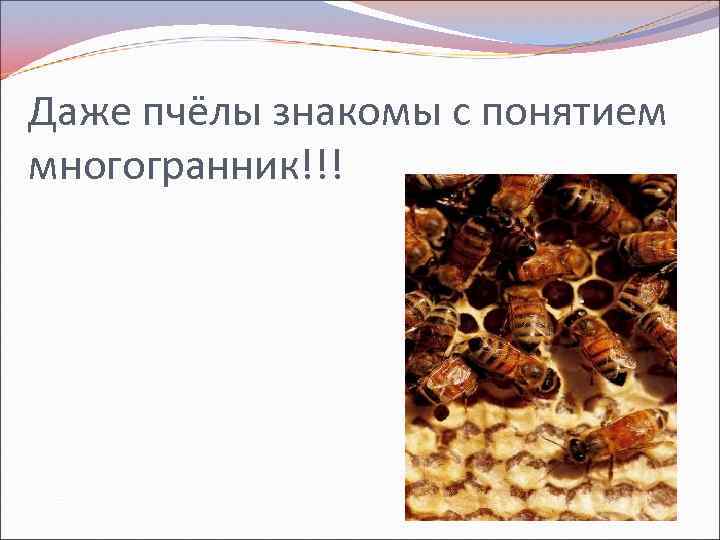 Даже пчёлы знакомы с понятием многогранник!!! 