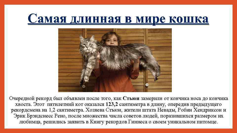 Самая длинная в мире кошка Очередной рекорд был объявлен после того, как Стьюи замерили