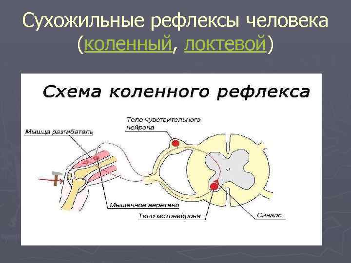 Сухожильные рефлексы человека (коленный, локтевой) 