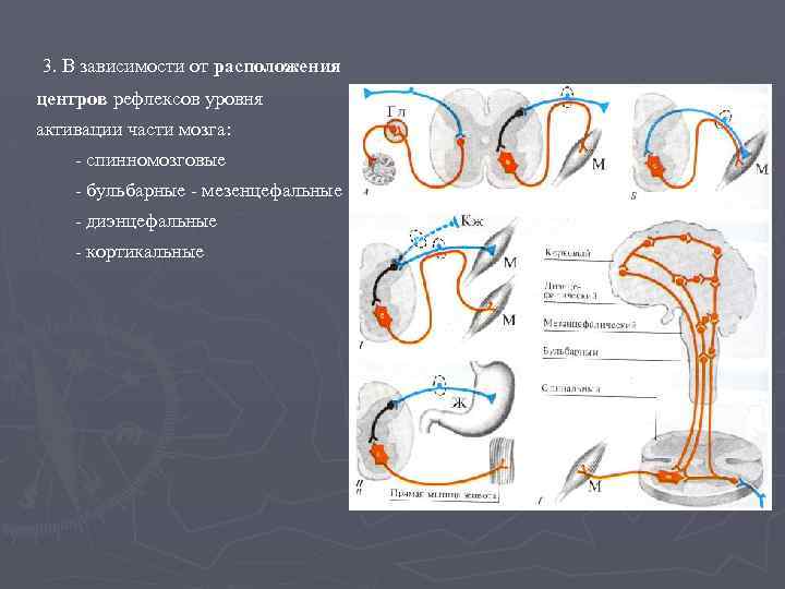 3. В зависимости от расположения центров рефлексов уровня активации части мозга: - спинномозговые -