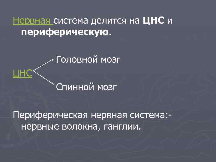 Нервная система делится на ЦНС и периферическую. Головной мозг ЦНС Спинной мозг Периферическая нервная