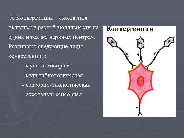 5. Конвергенция – схождения импульсов разной модальности на одних и тех же нервных центрах.