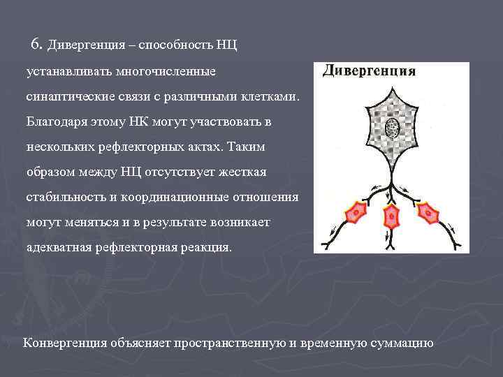 6. Дивергенция – способность НЦ устанавливать многочисленные синаптические связи с различными клетками. Благодаря этому