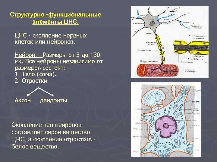 Структурно -функциональные элементы ЦНС - скопление нервных клеток или нейронов. Нейрон. Размеры от 3