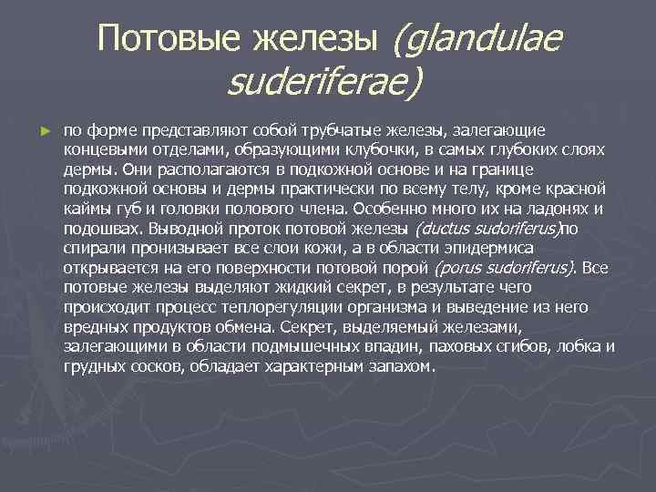 Потовые железы (glandulae suderiferae) ► по форме представляют собой трубчатые железы, залегающие концевыми отделами,