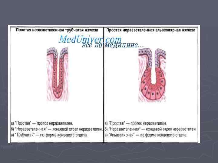 Простые трубчатые железы. Простая трубчатая железа. Неразветвленная железа. Простая неразветвленная железа. Простая неразветвленная трубчатая железа строение.