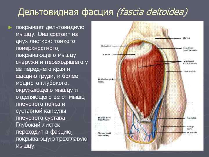 Дельтовидная фасция (fascia deltoidea) ► покрывает дельтовидную мышцу. Она состоит из двух листков: тонкого