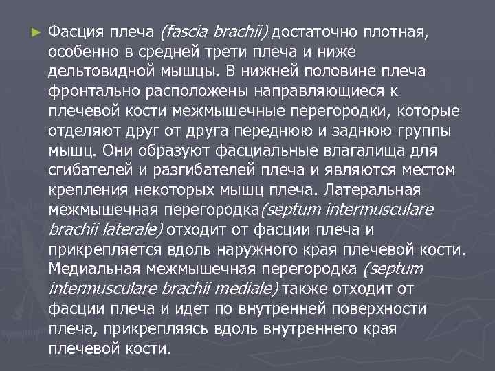 ► Фасция плеча (fascia brachii) достаточно плотная, особенно в средней трети плеча и ниже