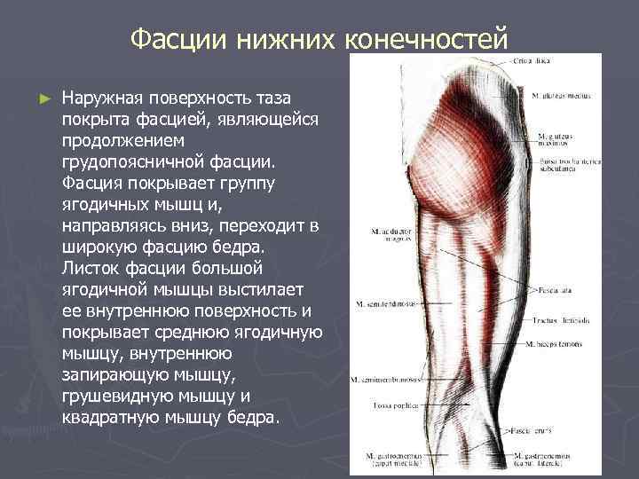 Фасции нижних конечностей ► Наружная поверхность таза покрыта фасцией, являющейся продолжением грудопоясничной фасции. Фасция