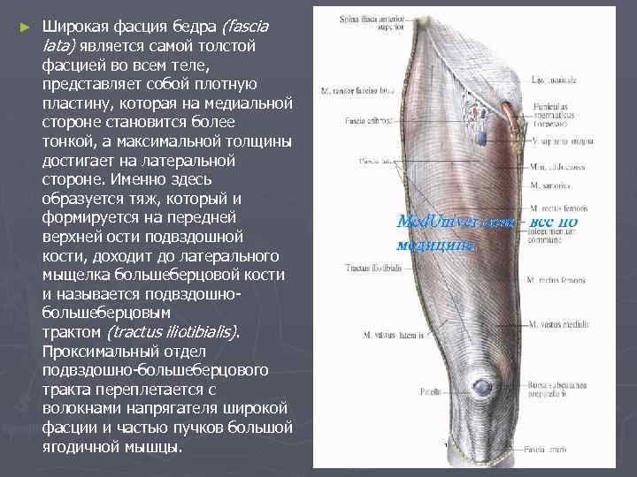 ► Широкая фасция бедра (fascia lata) является самой толстой фасцией во всем теле, представляет