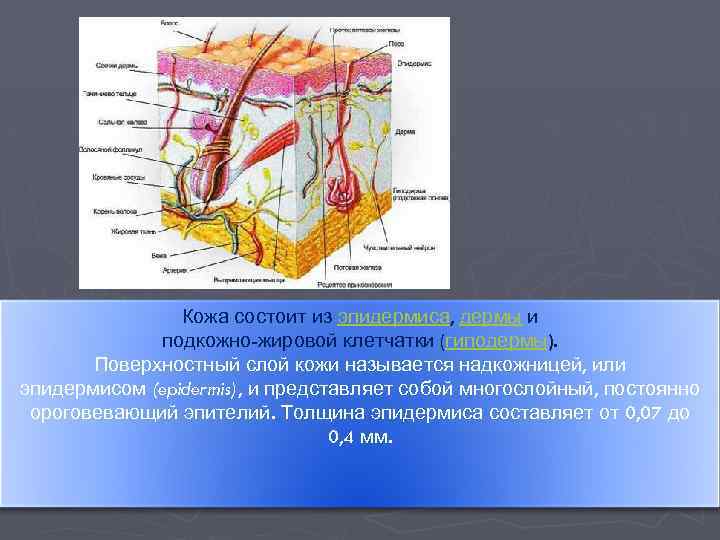 Кожа состоит из эпидермиса, дермы и подкожно-жировой клетчатки (гиподермы). Поверхностный слой кожи называется надкожницей,