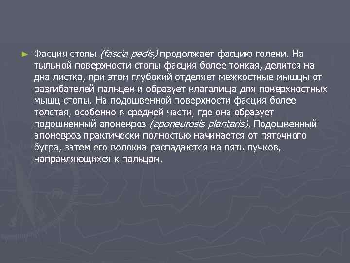 ► Фасция стопы (fascia pedis) продолжает фасцию голени. На тыльной поверхности стопы фасция более