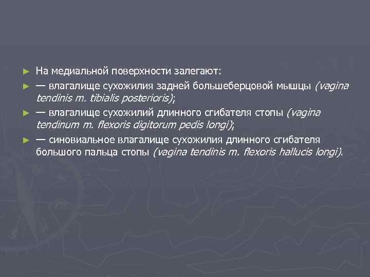 На медиальной поверхности залегают: ► — влагалище сухожилия задней большеберцовой мышцы (vagina tendinis m.
