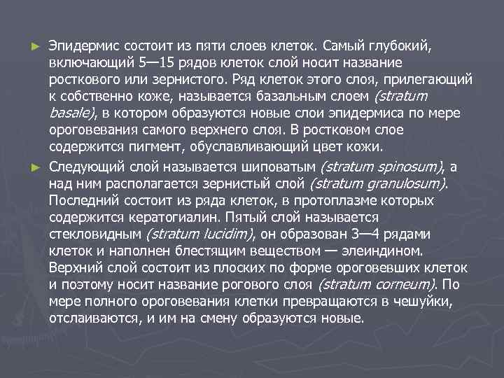 Эпидермис состоит из пяти слоев клеток. Самый глубокий, включающий 5— 15 рядов клеток слой