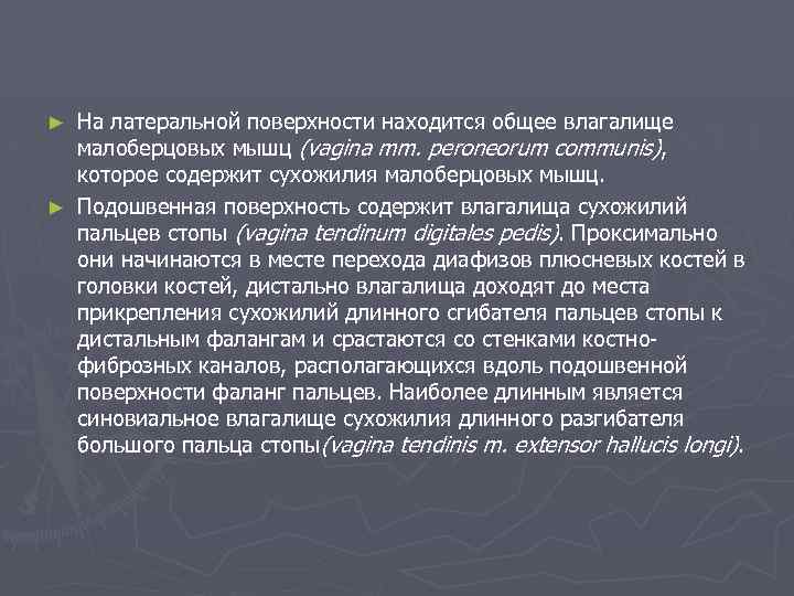 На латеральной поверхности находится общее влагалище малоберцовых мышц (vagina mm. peroneorum communis), которое содержит