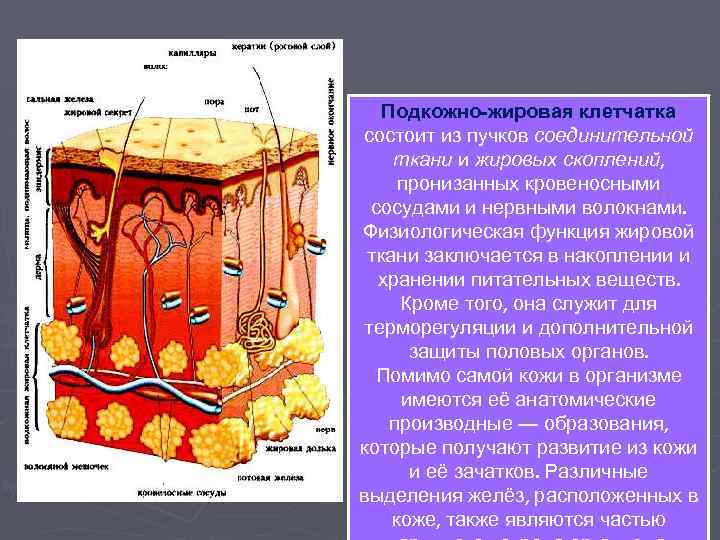 Подкожно-жировая клетчатка состоит из пучков соединительной ткани и жировых скоплений, пронизанных кровеносными сосудами и