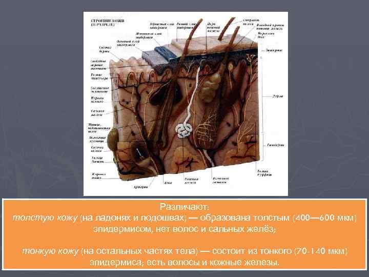 Различают: толстую кожу (на ладонях и подошвах) — образована толстым (400— 600 мкм) эпидермисом,