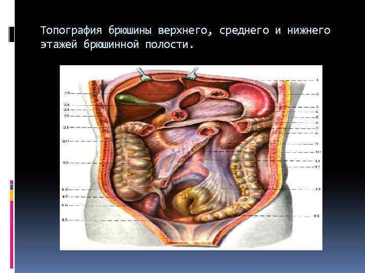 Брюшина фото человека