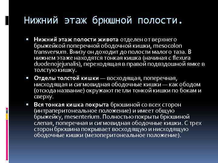 Нижний этаж брюшной полости. Нижний этаж полости живота отделен от верхнего брыжейкой поперечной ободочной