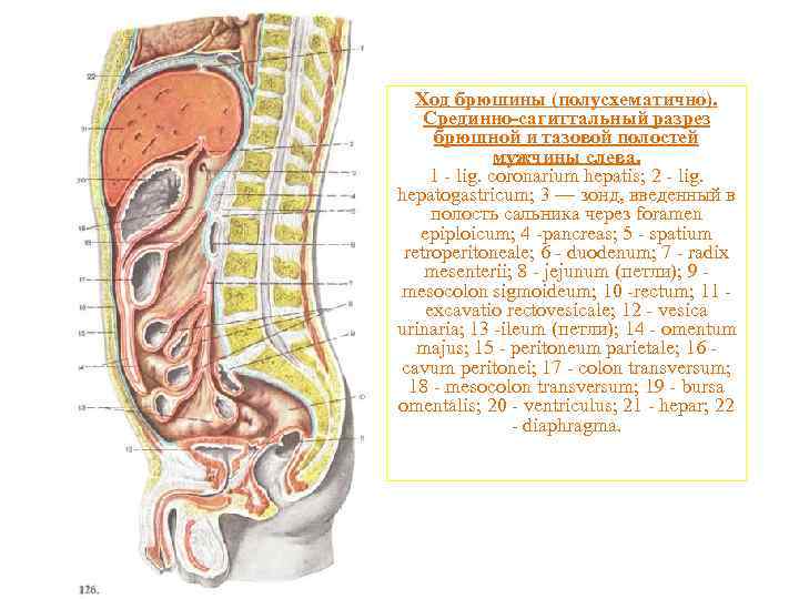 Ход брюшины рисунок