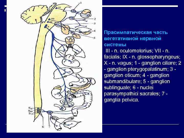 Прасимпатическая часть вегетативной нервной системы III - n. oculomotorius; VII - n. facialis; IX