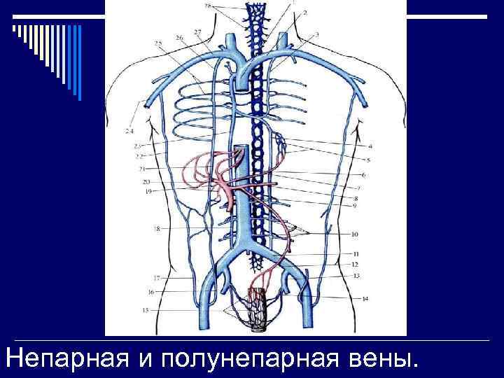 Вены грудной полости схема